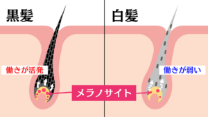 メラノサイト